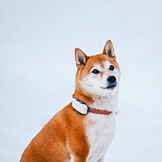 Tractive GPS Dog LTE – koiran GPS-paikannin, kuva 4