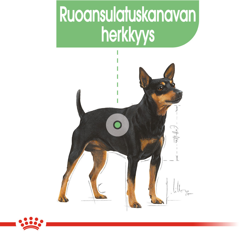 Arvostelut: Royal Canin Digestive Care Wet -märkäruoka, 12 x 85 g – Koiran  säilykeruoka – Koiran märkäruoka – Koiranruoka – Lemmikkitarvikkeet –  