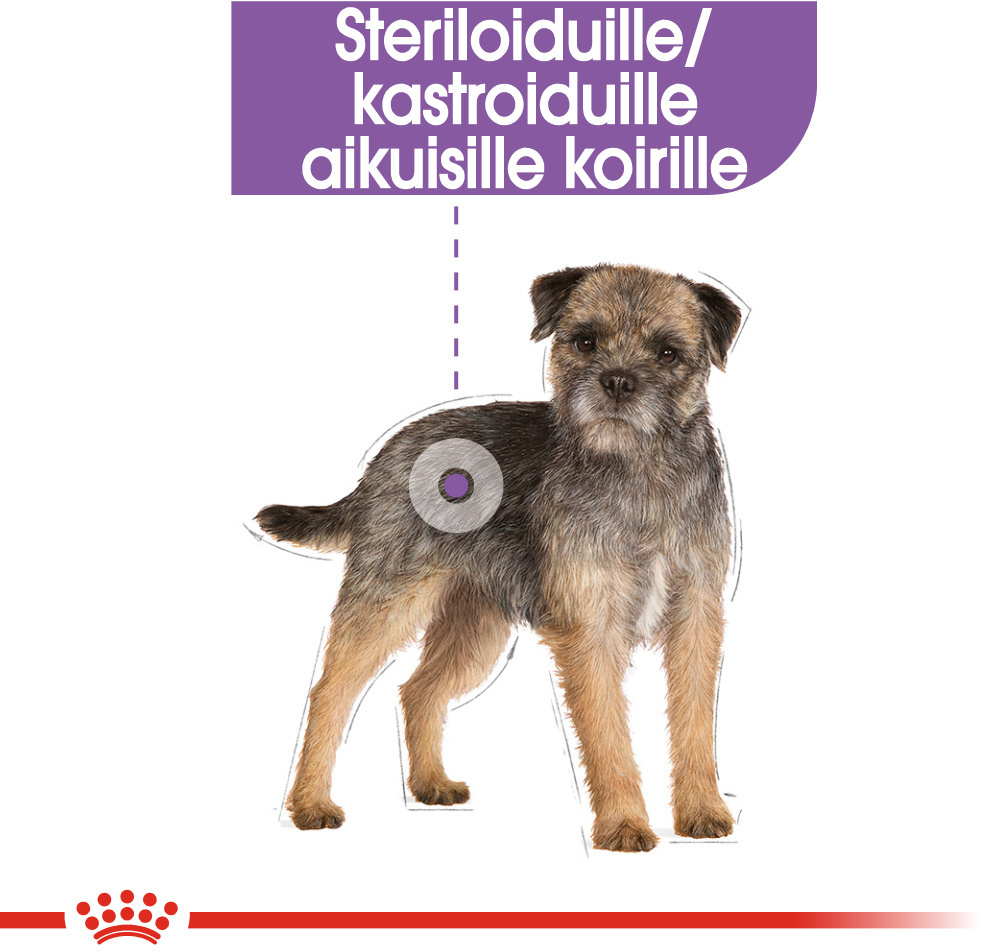 Royal Canin Mini Sterilised -koiranruoka, 8 kg – 