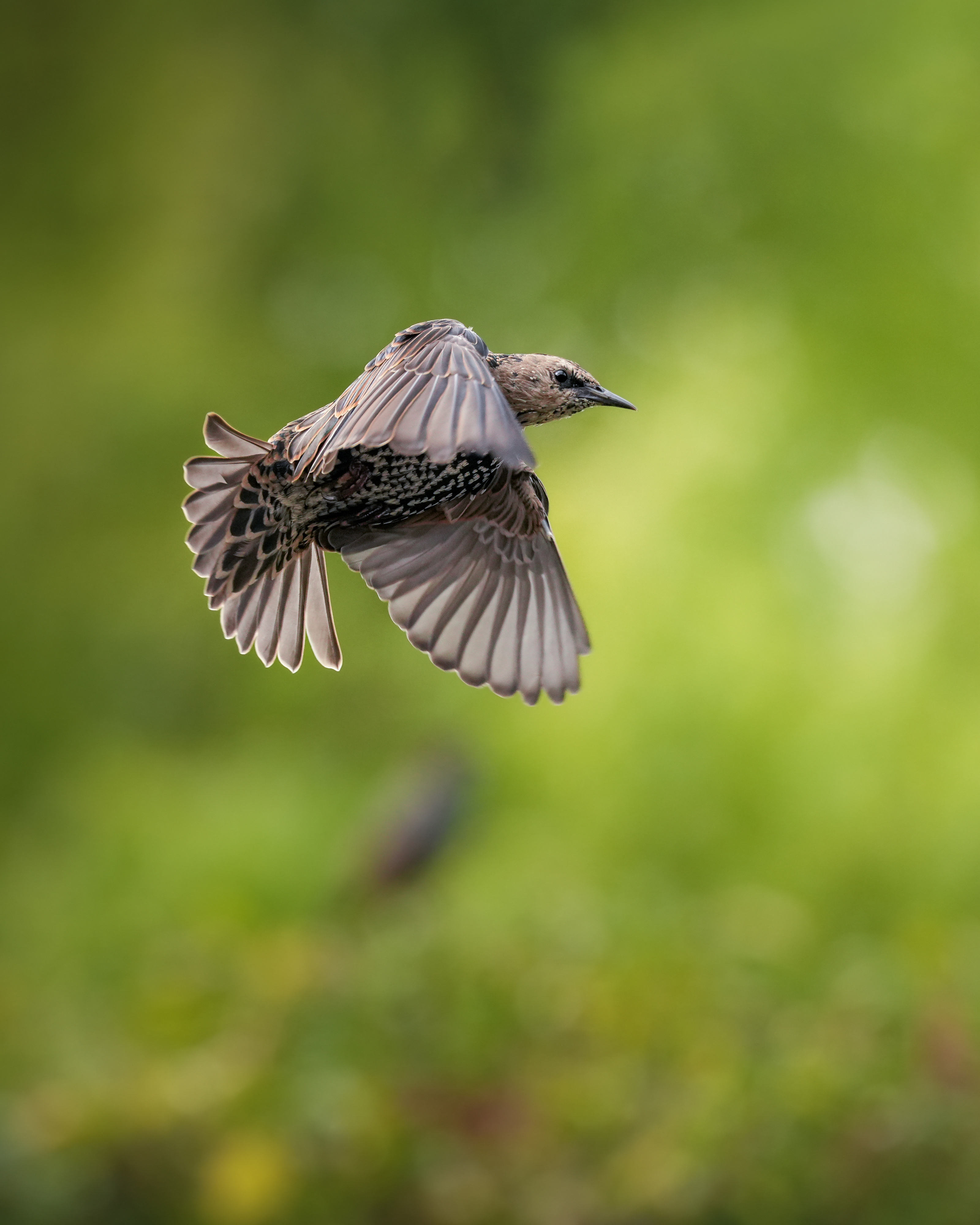 Sony A7R V -järjestelmäkamera, runko
