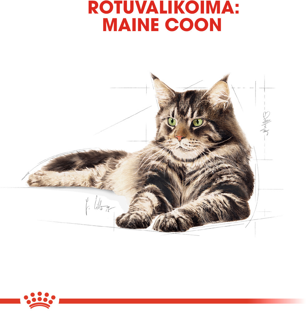 Royal Canin Maine Coon Adult -kuivaruoka, 10 kg – 