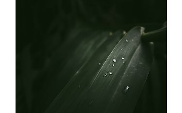 OM System 17 mm F1.8 II objektiivin sample kuva 1 Carl Johansson