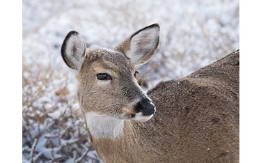 om system m.zuiko digital ed 100-400m f5.0-6.3 is ii sample kuva Tiffany Taxis