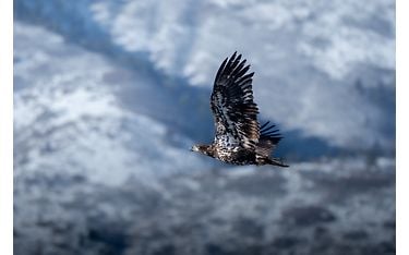 om system m.zuiko digital ed 100-400m f5.0-6.3 is ii sample kuva Art Lefo