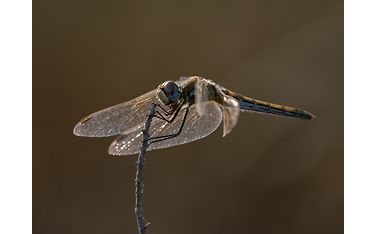 om system m.zuiko digital ed 100-400m f5.0-6.3 is ii sample kuva Espen Helland