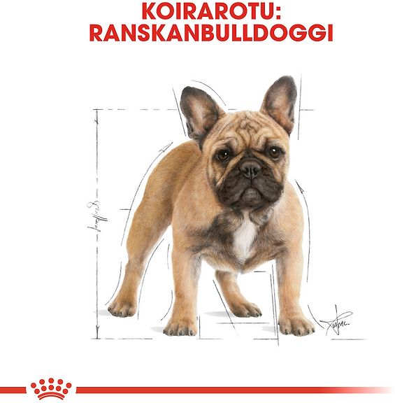 Royal Canin French Bulldog Adult -koiranruoka, 3 kg, 2-PACK –  