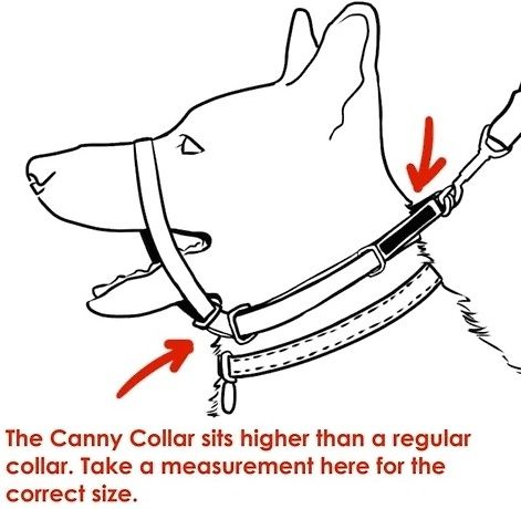 Canny Collar -vedonestopanta, koko 4 – 